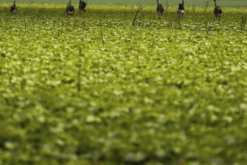 CMN passa a exigir fotos com localização comprovada em seguro rural