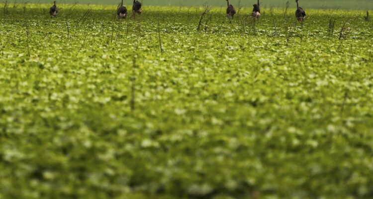 CMN passa a exigir fotos com localização comprovada em seguro rural