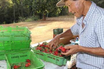 Finep vai pagar R$ 220 milhões para inovações em agricultura familiar 