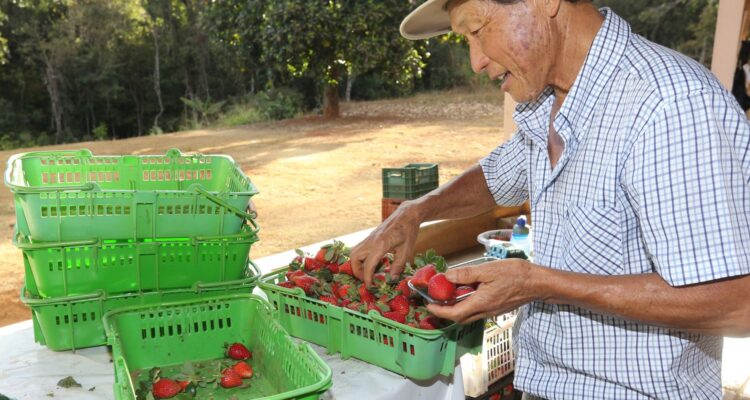Finep vai pagar R$ 220 milhões para inovações em agricultura familiar 