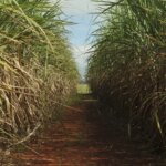 Conselho eleva limite de remuneração do Eco Invest Brasil