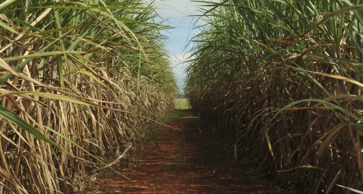 Conselho eleva limite de remuneração do Eco Invest Brasil