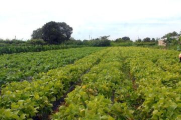 Segurança alimentar e povos indígenas têm R$ 64,3 milhões em crédito