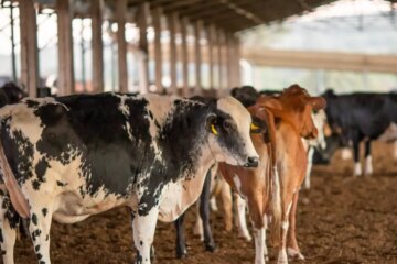 UE suspende carnes do Brasil; entenda impacto e próximos passos
