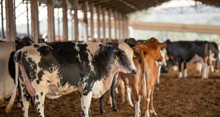 UE suspende carnes do Brasil; entenda impacto e próximos passos