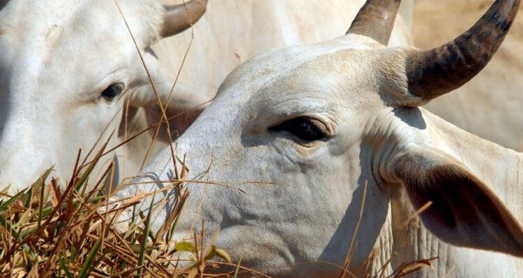 Carne brasileira passa a pagar tarifa de 67% para entrar na China