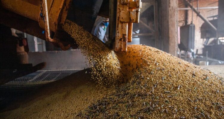 Produção brasileira de grãos deve aumentar apesar do El Niño
